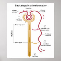 Vorming van urine-Poster