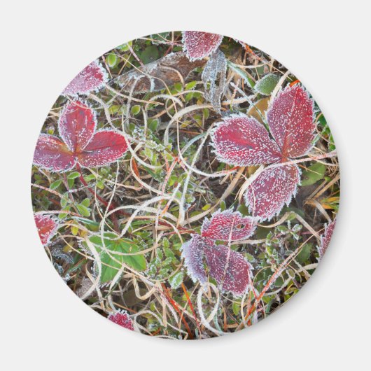 Vorst bedekte bladeren, Canada Magneet (Voorkant)