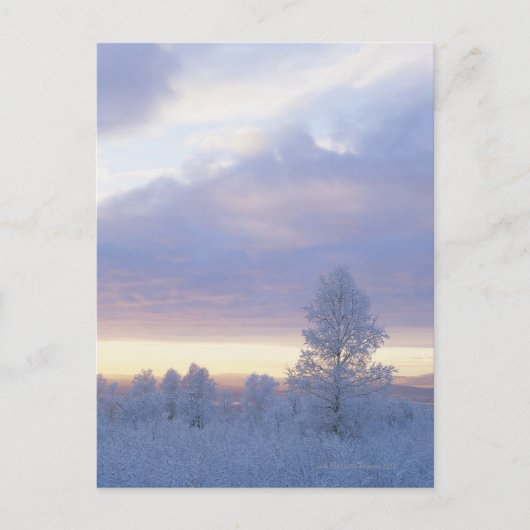 vorst-gedekte bossen briefkaart (Voorkant)