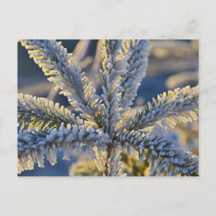 Vorst op groenblijvende boom, Homer, Alaska Briefkaart