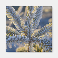 Vorst op groenblijvende boom, Homer, Alaska