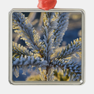 Vorst op groenblijvende boom, Homer, Alaska Metalen Ornament