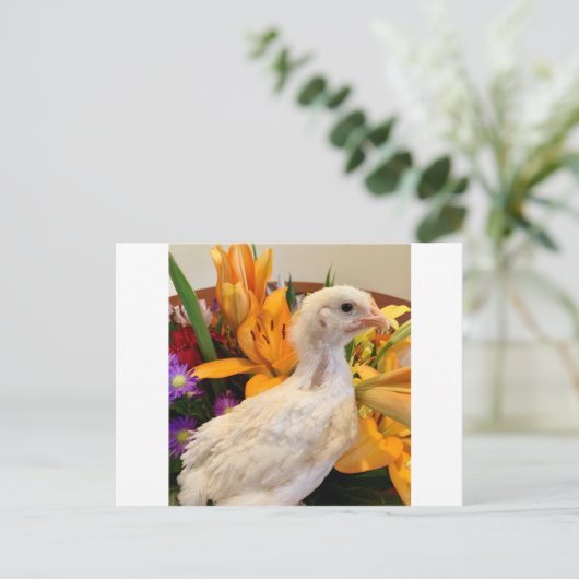 vorst witte legbar briefkaart (Staand voorkant)