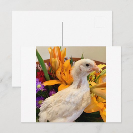 vorst witte legbar briefkaart (Voorkant / Achterkant)