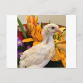 vorst witte legbar briefkaart (Voorkant)