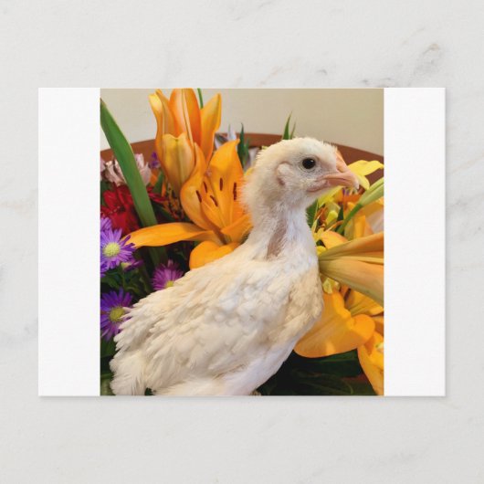 vorst witte legbar briefkaart (Voorkant)