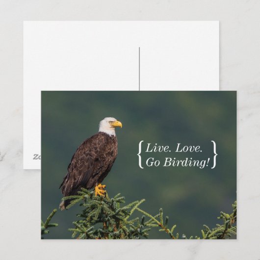 Vorstelijk Kaal Eagle Briefkaart (Voorkant / Achterkant)