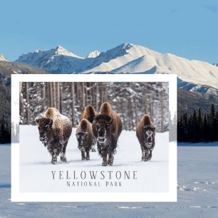Vorstige bizon op besneeuwde weg, Yellowstone NP, Briefkaart