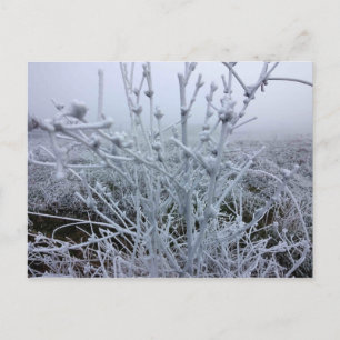 Vorstige Planten Winterlandschap Briefkaart