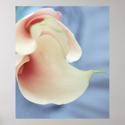 Vortex White Calla Lilies Art Print Poster (Voorkant)
