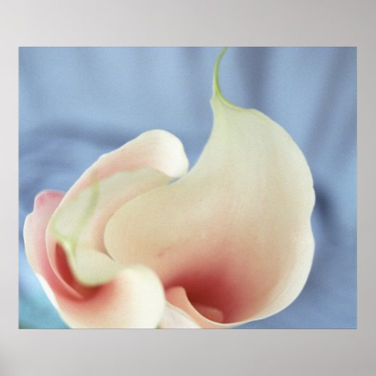 Vortex White Calla Lilies Art Print Poster (Voorkant)