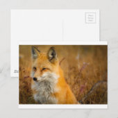 vos briefkaart (Voorkant / Achterkant)