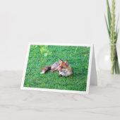 Vos die op gras ligt kaart (Voorkant)