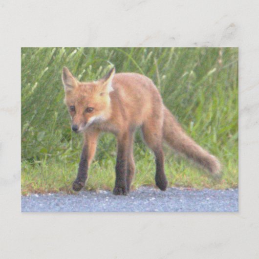 Vos Foto Ansichtkaart Feestdagenkaart (Voorkant)