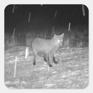 Vos in Sneeuw Winter Aanpasbare Dieren Kunst Vierkante Sticker