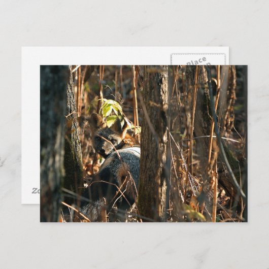 vos in stealth briefkaart (Voorkant / Achterkant)