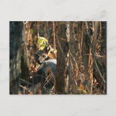 vos in stealth briefkaart (Voorkant)