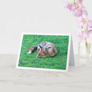 Vos Slapend op Gras Kaart