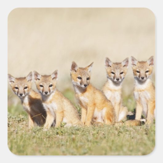 Vos Swift (Vulpes macrotis) jong bij hol, 2 Vierkante Sticker (Voorkant)