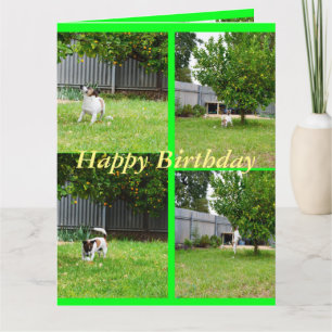 Vos Terrier, Fotocollage, Grote Verjaardagskaart Kaart