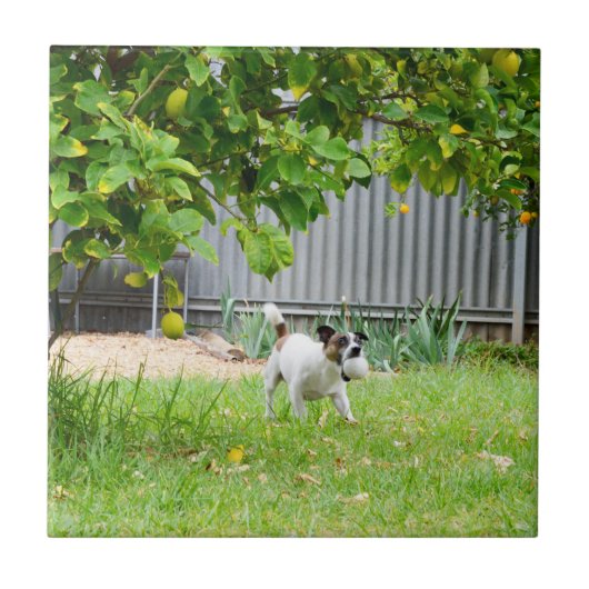 Vos Terrier Grappig Schrikgezicht, Tegeltje (Voorkant)