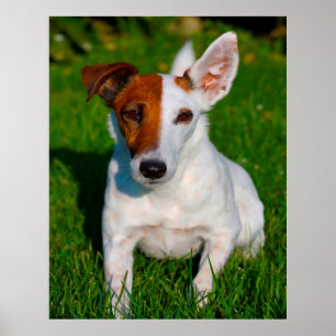 Vos Terrier Hond. Poster