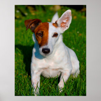 Vos Terrier Hond. Poster