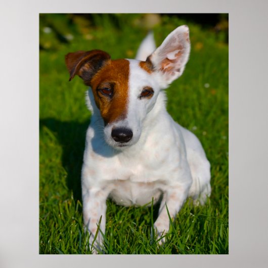 Vos Terrier Hond. Poster (Voorkant)