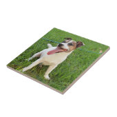 Vos Terrier, Tong in Wang, Tegeltje (Zijkant)