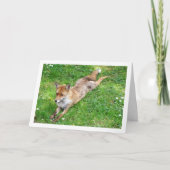 Vos uitgestrekt op gras kaart (Voorkant)