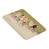 Vos (Vulpes macrotis) jong bij hol, 2 Magneet (Rechterzijde)