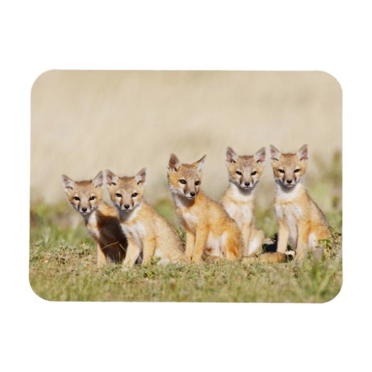 Vos (Vulpes macrotis) jong bij hol, 2 Magneet (Horizontaal)