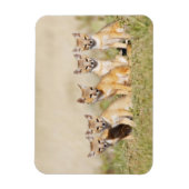 Vos (Vulpes macrotis) jong bij hol, 2 Magneet (Verticaal)