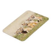 Vos (Vulpes macrotis) jong bij hol, 2 Magneet (Linkerzijde)