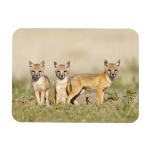 Vos (Vulpes macrotis) jong bij hol, 3 Magneet