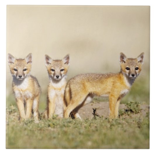 Vos (Vulpes macrotis) jong bij hol, 3 Tegeltje (Voorkant)