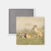 Vos (Vulpes macrotis) jong bij hol, 5 Magneet (Voorkant / Achterkant)