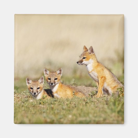 Vos (Vulpes macrotis) jong bij hol, 5 Magneet (Voorkant)