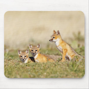 Vos (Vulpes macrotis) jong bij hol, 5 Muismat