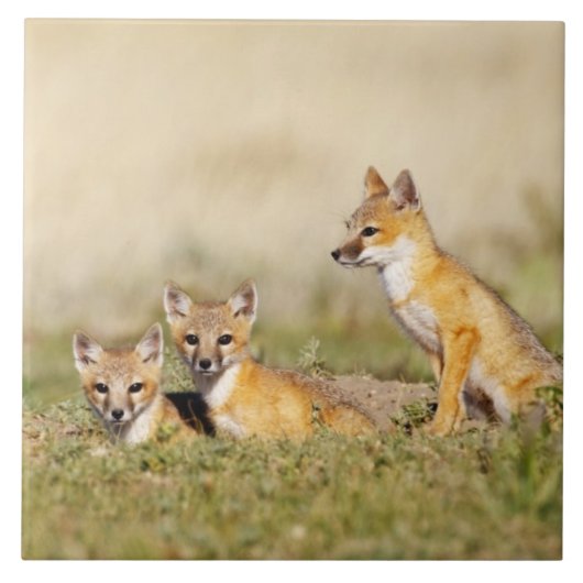 Vos (Vulpes macrotis) jong bij hol, 5 Tegeltje (Voorkant)