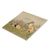 Vos (Vulpes macrotis) jong bij hol, 5 Tegeltje (Zijkant)