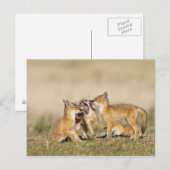 Vos (Vulpes macrotis) jong bij hol, Briefkaart (Voorkant / Achterkant)