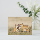 Vos (Vulpes macrotis) jong bij hol, Briefkaart (Staand voorkant)