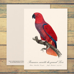Vosmaer Eclectus Papegaai, Eclectus Roratus Vosmae Bedankkaart