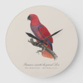 Vosmaer Eclectus Papegaai, Eclectus Roratus Vosmae Grote Klok (Voorkant)