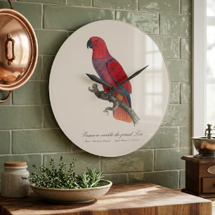 Vosmaer Eclectus Papegaai, Eclectus Roratus Vosmae Grote Klok