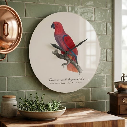 Vosmaer Eclectus Papegaai, Eclectus Roratus Vosmae Grote Klok