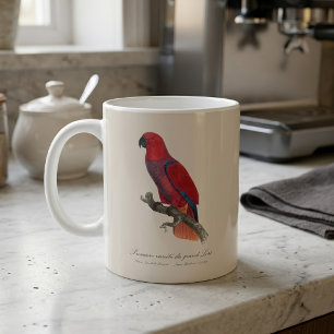 Vosmaer Eclectus Papegaai, Eclectus Roratus Vosmae Koffiemok