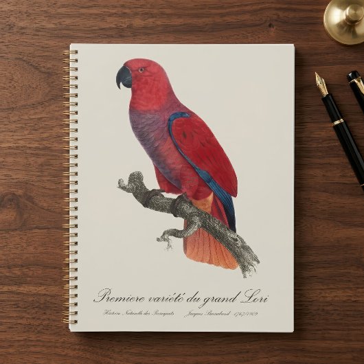 Vosmaer's Eclectus papegaai, Eclectus Roratus Vosm Planner