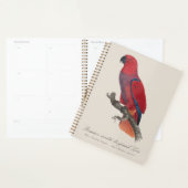 Vosmaer's Eclectus papegaai, Eclectus Roratus Vosm Planner (Display)